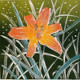 Day Lily<br>Linocut<br> 12” x 12”