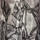 Stripe Lily<br>Monoprint,  Drypoint<br>17.5” x 13.5”